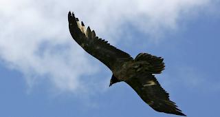 Der Natur- und Tierpark Goldau hat seine Ausstellung &uuml;ber Bartgeier ver&ouml;ffentlicht. (Symbolbild)