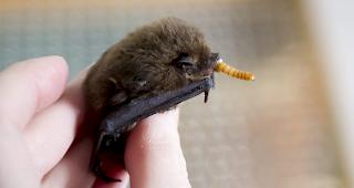 Angesteckt haben sich die beiden Reisenden vermutlich bei einer Fledermaus. (Symbolbild)