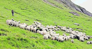 In Gefahr. Auf der Steinenalp kam es in den letzten Tagen zu einem Schafriss.  