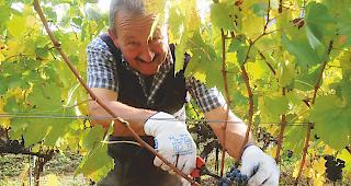 Toni Lenggenhager wird weiterhin im Rebberg arbeiten.