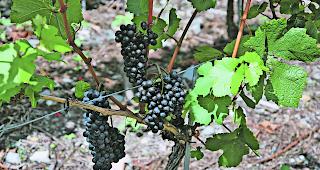 Tierischer Besuch. Dieses Jahr werden die Reben ungew&ouml;hnlich stark von Wespen heimgesucht. 