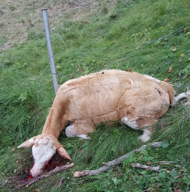 ... tot im Gehege. Eines der beiden hat sich im Zaun verheddert.
