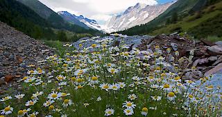 Regen erwartet. Echte Kamille mit Wolken im Hintergrund.