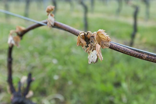 Vom Frost geschädigt. Rund 40 Prozent der Walliser Reben wurden 2017 vom Frühjahrsfrost im April stark in Mitleidenschaft gezogen.