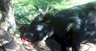 Die f&uuml;nfeinhalbj&auml;hrige Eringerkuh &laquo;Scarlett&raquo; wurde am Sonntag am Fusse eines Baumes liegend, tot aufgefunden.