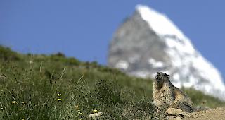 Die putzigen Nager sind nicht nur herzig &shy;an&shy;zuschauen, sondern verursachen auch &shy;S&shy;ch&auml;den.