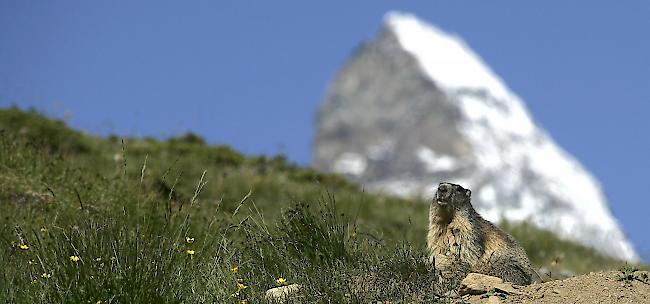 Die putzigen Nager sind nicht nur herzig ­an­zuschauen, sondern verursachen auch ­S­chäden.