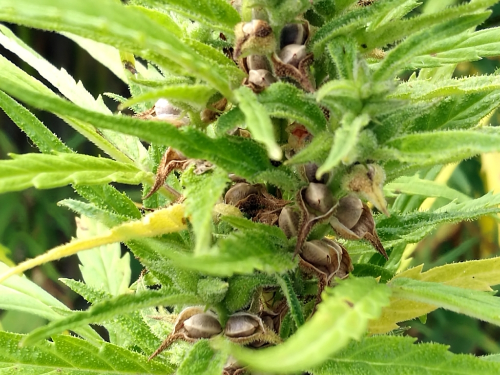 Bünder Innovation: Hanfpulver lässt Sportlermuskeln wachsen