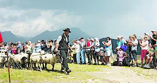Spektakel. Auch 2017 hat das Sch&auml;ferfest auf der Belalp nichts an seiner Faszination und Urspr&uuml;nglichkeit verloren. 