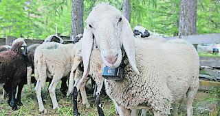 Saaser Mutte mit Sender.