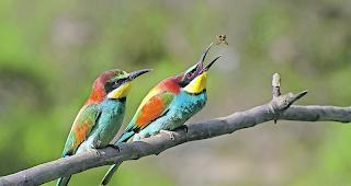 Teichlandschaft. Der farbenpr&auml;chtige Bienenfresser br&uuml;tet in den Teichen im Leukerfeld  &ndash;  inmitten der Golfanlage. 