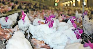 Riesig. An die 50000 H&uuml;hner sollen im geplanten 10000 Quadratmeter grossen Elterntierpark leben.   