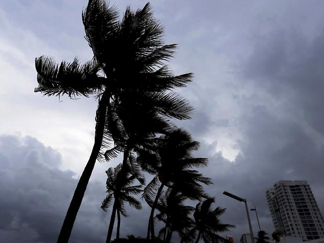 Palmen in Wind und Regen in San Juan, Puerto Rico.