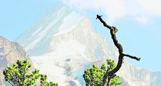 Imposant. Die J&auml;ger des Bezirks Westlich Raron feiern diesen Sonntag ihr Jubil&auml;umsfest &laquo;100 Jahre Jagd im Banne des Bietschhorns&raquo;. 