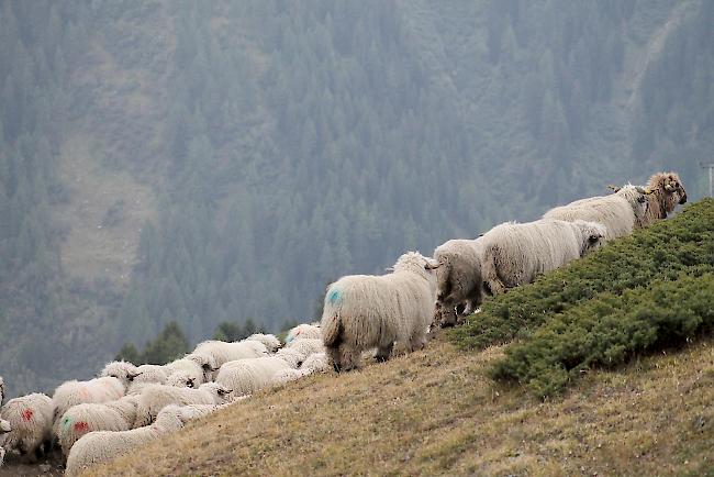 Impressionen vom Alpabzug der Brigerberger Schäfer. 