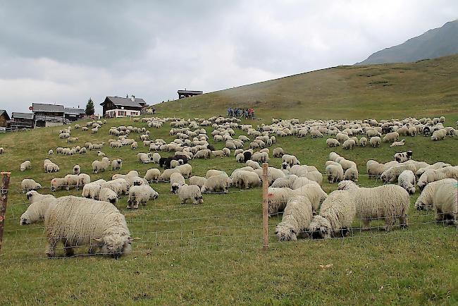 Impressionen vom Alpabzug der Brigerberger Schäfer. 