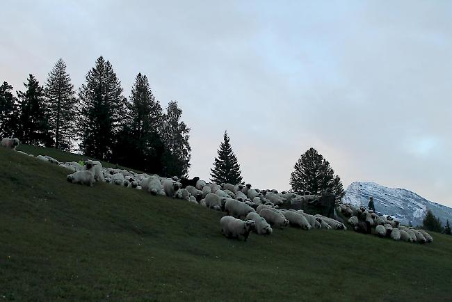 Impressionen vom Alpabzug der Brigerberger Schäfer. 