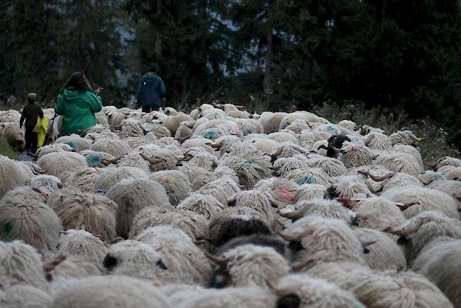 Impressionen vom Alpabzug der Brigerberger Schäfer. 