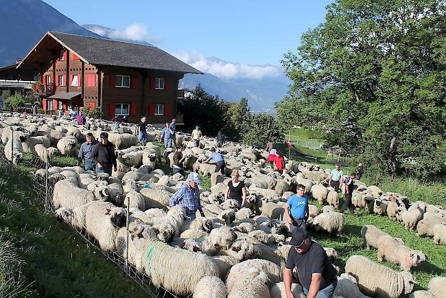 Impressionen vom Alpabzug der Brigerberger Schäfer. 