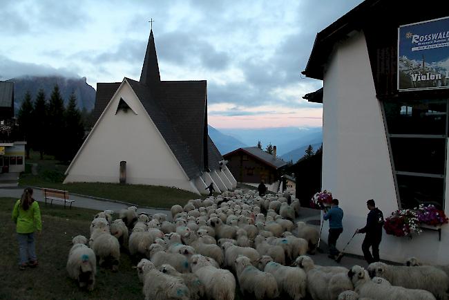 Impressionen vom Alpabzug der Brigerberger Schäfer. 