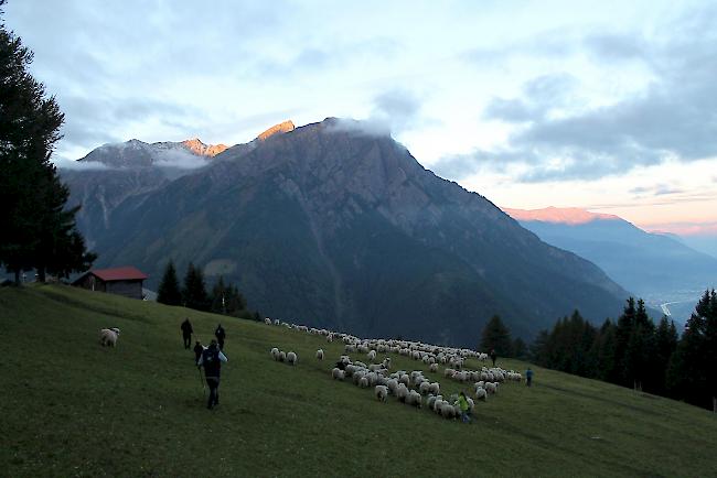 Impressionen vom Alpabzug der Brigerberger Schäfer. 