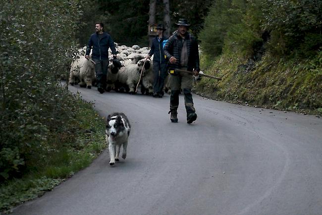 Impressionen vom Alpabzug der Brigerberger Schäfer. 