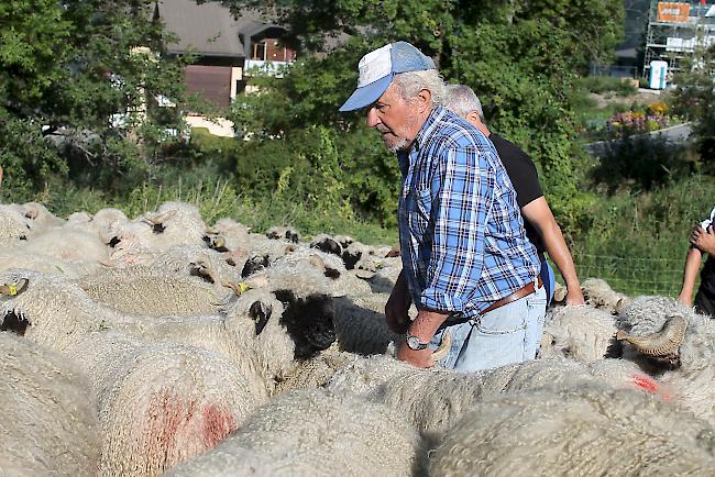 Impressionen vom Alpabzug der Brigerberger Schäfer. 