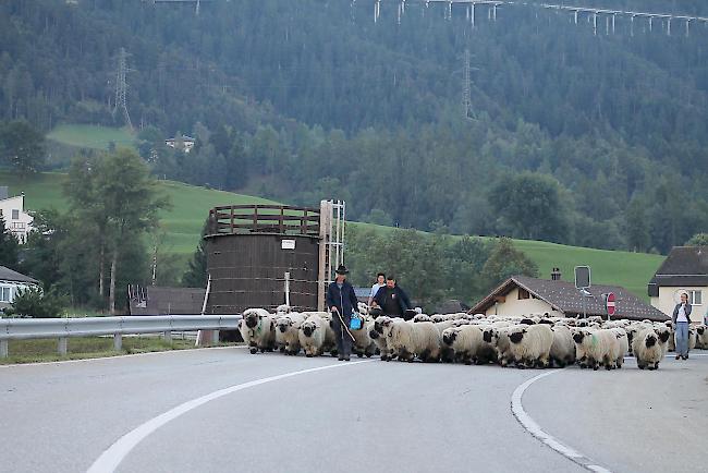 Impressionen vom Alpabzug der Brigerberger Schäfer. 