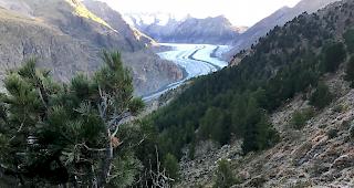 Der Entscheid f&uuml;r eine Teil&ouml;ffnung wurde aufgrund der seit Jahren massivem Verbisssch&auml;den durch einen zu grossen Rotwildbestand im Aletschwald gef&auml;llt.