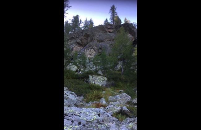 Während mehr als 14 Tagen wurde auf der Alpe Waira-Zwischbergen nach zwei Eringerkühen gesucht. Schliesslich wurden die Tiere tot aufgefunden. Sie stürzten eine Felswand hinunter.  


