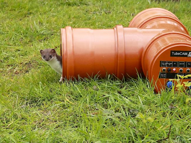 Wiesel sind von Natur aus neugierig und erkunden deshalb die Röhre, in der ZHAW-Forschende eine Fotofalle installiert haben.