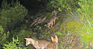 Wolfsnachwuchs. Bereits im Juli konnte das Amt f&uuml;r Jagd und Fischerei Graub&uuml;nden mittels Fotofallen neue Welpen des Calanda-Rudels nachweisen. 