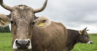 Das Stimmvolk hat die Hornkuh-Initiative am Sonntag mit 54,7 Nein-Stimmen abgelehnt. Tierhalter, die K&uuml;he oder Ziegen mit H&ouml;rnern halten, bekommen keine zus&auml;tzlichen Subventionen.
