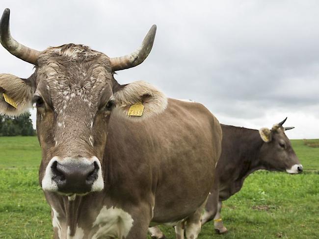 Das Stimmvolk hat die Hornkuh-Initiative am Sonntag mit 54,7 Nein-Stimmen abgelehnt. Tierhalter, die Kühe oder Ziegen mit Hörnern halten, bekommen keine zusätzlichen Subventionen.
