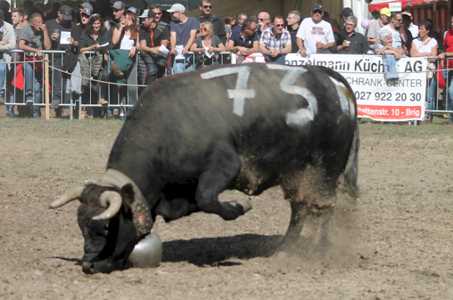 Scharren in der Arena: Eine typische Gestik der Eringerkühen.