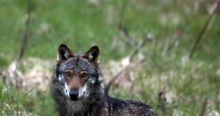 Der St&auml;nderat will zwar den Schutz des Wolfes lockern, aber nicht so radikal wie es eine Walliser Standesinitiative verlangt. (Themenbild)