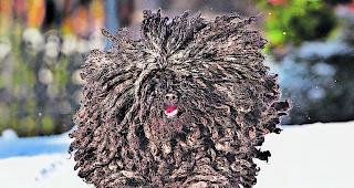 Rasta&auml;hnliches Fell. Bei einem der Hunde soll es sich um einen Puli handeln. 