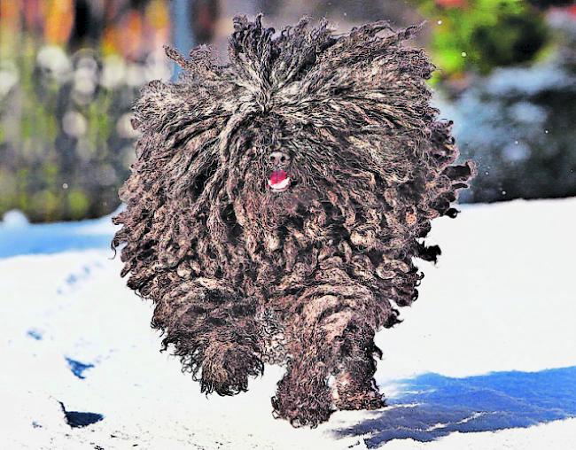 Rastaähnliches Fell. Bei einem der Hunde soll es sich um einen Puli handeln. 