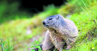 Putzig. &laquo;Wo Murmeltiere Sch&auml;den an Kulturland anrichten, ist der Kanton bereit, Regulationen vorzunehmen&raquo;, sagt Jagdchef Peter Scheibler. 