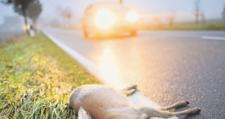 Totes Reh. Zwei Fahrzeuglenker sind von der Staatsanwaltschaft wegen Wildunf&auml;llen bestraft worden.
