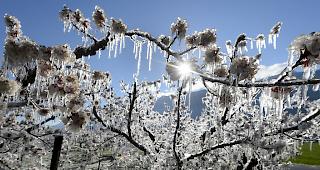 Die Walliser Bauern litten stark unter dem Frost. (Themenbild)