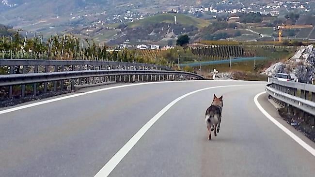 Dieses Foto vom Dienstagmorgen, das ein wolfsähnliches Tier auf der Kantonsstrasse bei Salgesch zeigt, sorgt in den sozialen Medien für Aufruhe.