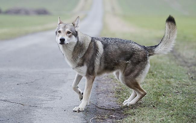 Hunderassen wie der Saarlooswolfshund (Foto) sind von echten Wölfen kaum zu unterscheiden.