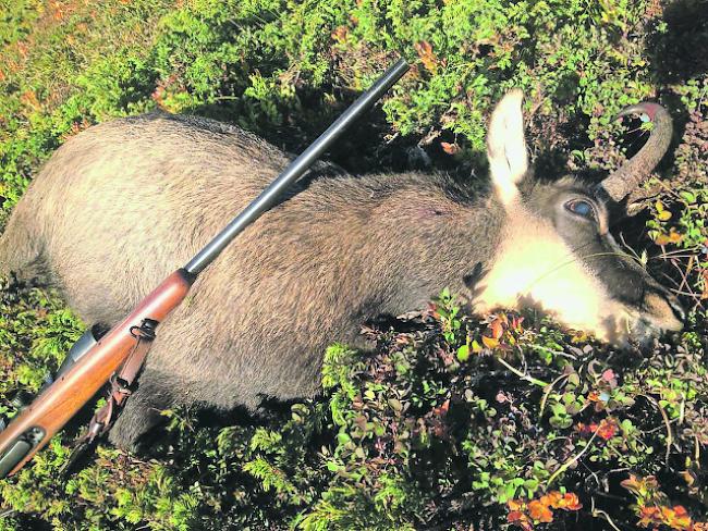 Gämse. Wenn ein Jagdgast einen Gämsbock erlegt, wird dieser dem Kontingent des Walliser Jägers angelastet. Dieser darf dann keinen Gämsbock erlegen. Die Jagdstrecke erhöht sich dadurch also nicht