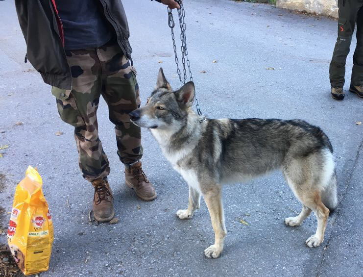 Tschechischer Wolfshund wieder beim Besitzer | 1815.ch