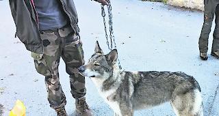 Beim Besitzer. Der tschechische Wolfshund.  