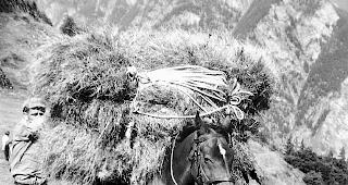 Heutransport am Jeiziberg. Bereits von fr&uuml;hester Kindheit an wurde in der Landwirtschaft mitgeholfen. 