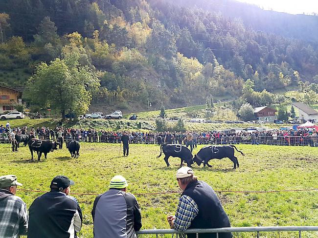 Rund 800 bis 1000 Besucher fanden den Weg zur Arena.