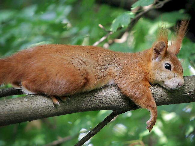 So und nicht grau sieht es aus, das einheimische Eichhörnchen. Die Unterseite des putzigen Kerls ist weiss.