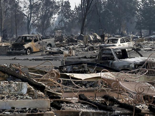 Vom Feuer zerstörte Häuser und Fahrzeuge in Santa Rosa.